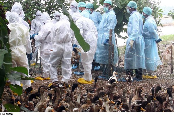 Bird Flu Update: Avian Influenza Confirmed So Far In 10 States - Nation