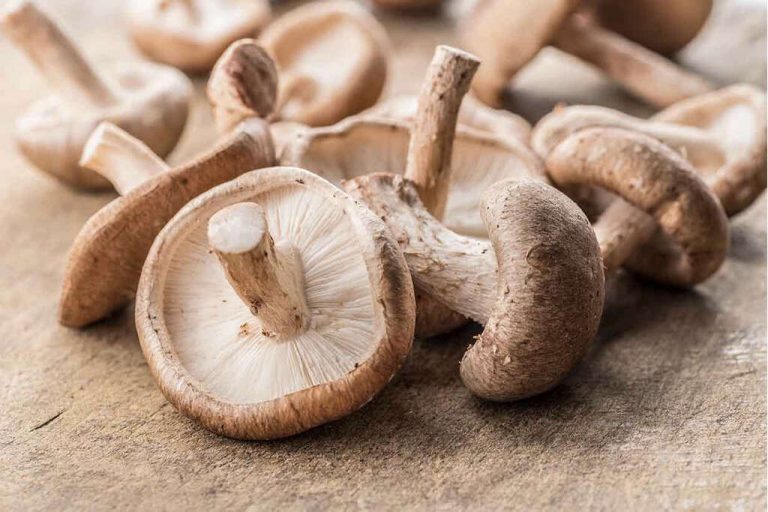Here's How Mushrooms Can Help Manage Alzheimer's Disease? My Voice